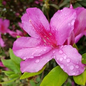 Meet your Posher, Addie filomena